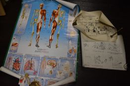 A selection of posters and prints including original cartoon artworks and scientific human body