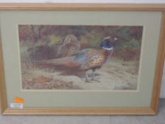 Three re-prints, after Archibald Thorburn, game birds, each approx 20 x 30cm, plus frame and glazed