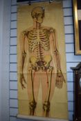 A cloth backed anatomical chart, around 1930s, manufactured by Ruddiman Johnston & Co Ltd of