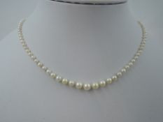 A string of Ciro graduated cultured pearls having a rose gold barrel clasp stamped 9ct, approx 17'