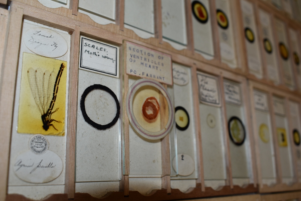 A fine selection of antique scientific microscopes and labeled slide sets natural history related - Image 13 of 16