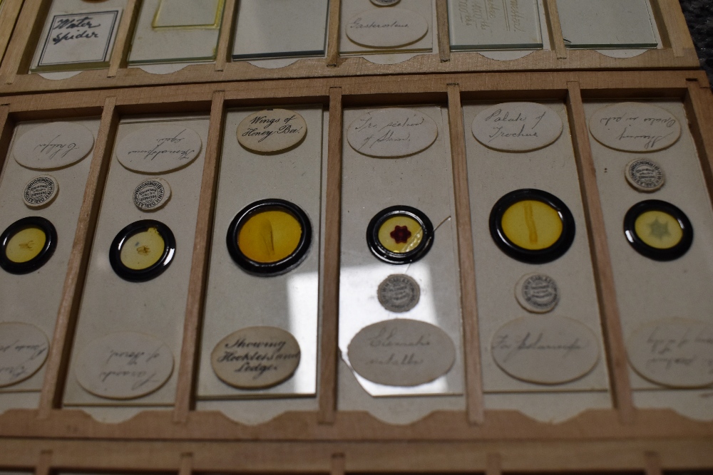 A fine selection of antique scientific microscopes and labeled slide sets natural history related - Image 12 of 16