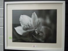 A framed and glazed Flower prints in black and white.