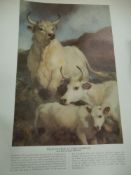 A collection of prints of livestock and landscape interest.