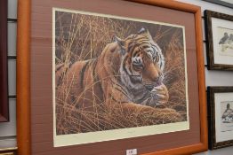 A full colour print of tiger by Jeremy Paul limited run 214/395