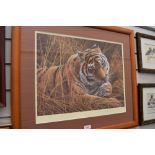 A full colour print of tiger by Jeremy Paul limited run 214/395