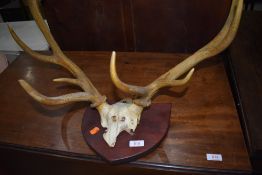 A set of vintage antlers mounted on wood plinth