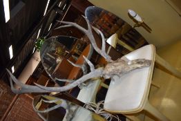 A deer skull and antlers