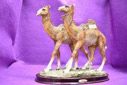 A figure study of a pair of camels from the Juliana collection