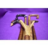 A good selection of walking sticks and crook including carved pheasant head and horn handle crooks