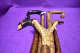 A good selection of walking sticks and crook including carved pheasant head and horn handle crooks