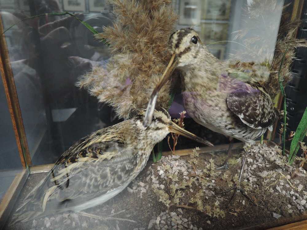 A pair of taxidermy cased Snipe on natural base in oak and glass case