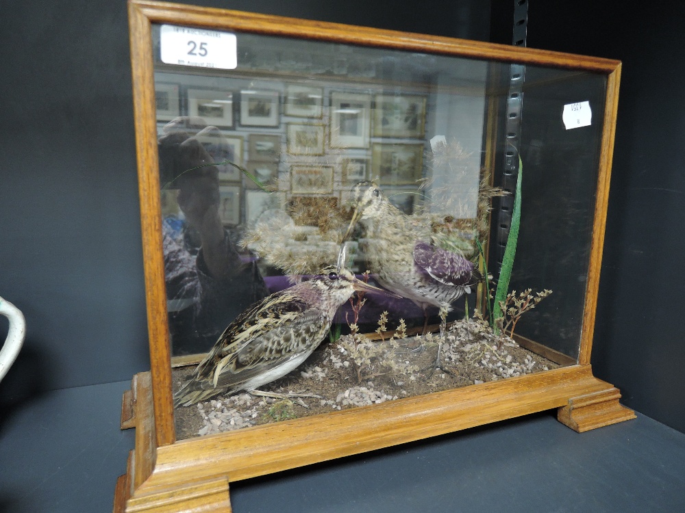 A pair of taxidermy cased Snipe on natural base in oak and glass case - Image 2 of 2