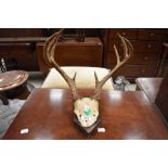 A small set of Antlers, mounted