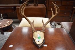 A small set of Antlers, mounted