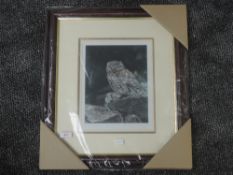 A Ltd Ed print, after Steven Townsend, little owl, signed and num 255/400, 30 x 22cm, plus frame and