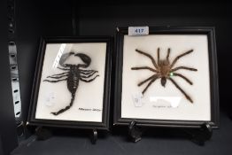 Two case taxidermy insects of natural history interest a scorpion Palamnaeus fulvipes and a