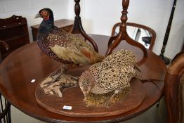 A taxidermy pheasant brace mounted on wood plinth