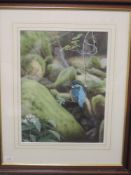 A watercolour, Michael Demain, Kingfisher, signed, 40 x 30cm, plus frame and glazed