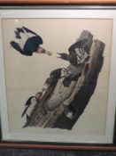 A print, after John J Audubon, Red Headed Woodpecker- Picus Erythrocephalus, printed/coloured by R