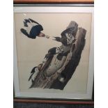 A print, after John J Audubon, Red Headed Woodpecker- Picus Erythrocephalus, printed/coloured by R
