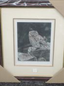 A Ltd Ed print, after Steven Townsend, little owl, signed and num 255/400, 30 x 22cm, plus frame and