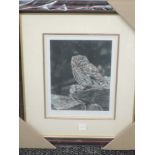 A Ltd Ed print, after Steven Townsend, little owl, signed and num 255/400, 30 x 22cm, plus frame and