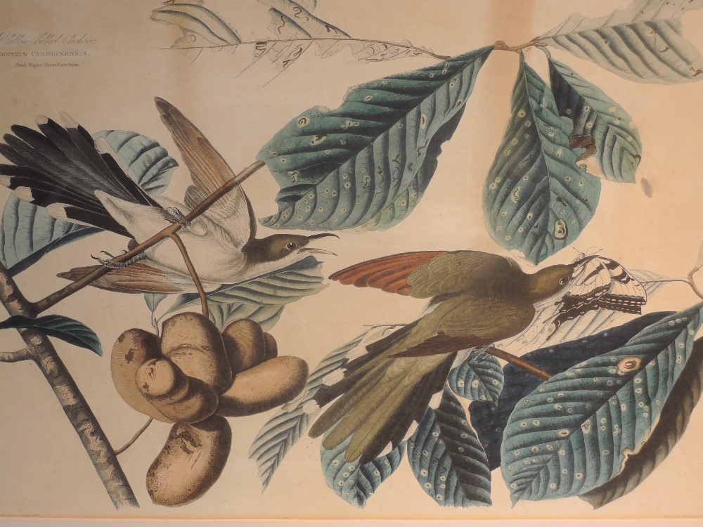 A print, after John J Audubon, Yellow Billed Cuckoo - Coccyzus Carolinenis, printed by W H Lizars,