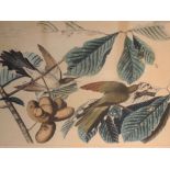 A print, after John J Audubon, Yellow Billed Cuckoo - Coccyzus Carolinenis, printed by W H Lizars,