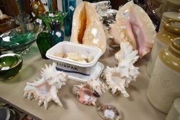 A collection of sea shells including some large conch.