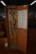 A vintage resin student skeleton in case, with bone chart , or ideal for Haloween