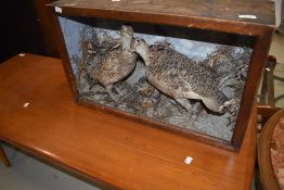 A Taxidermy, possibly Grouse, with interesting ruffed style neck plumage display, naturalistic