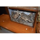 A Taxidermy, possibly Grouse, with interesting ruffed style neck plumage display, naturalistic