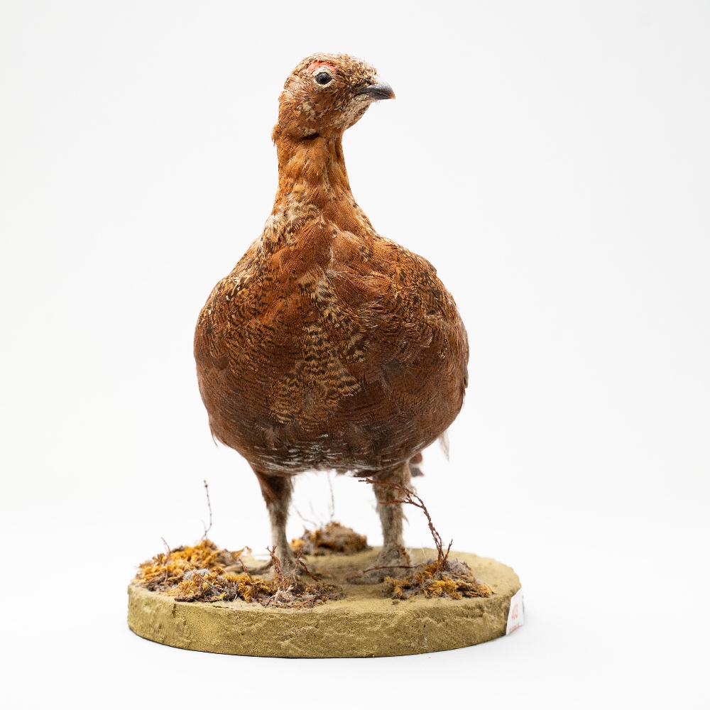 A 20th century taxidermy study of a Grouse from the Galliformes family of game birds on a - Image 2 of 3