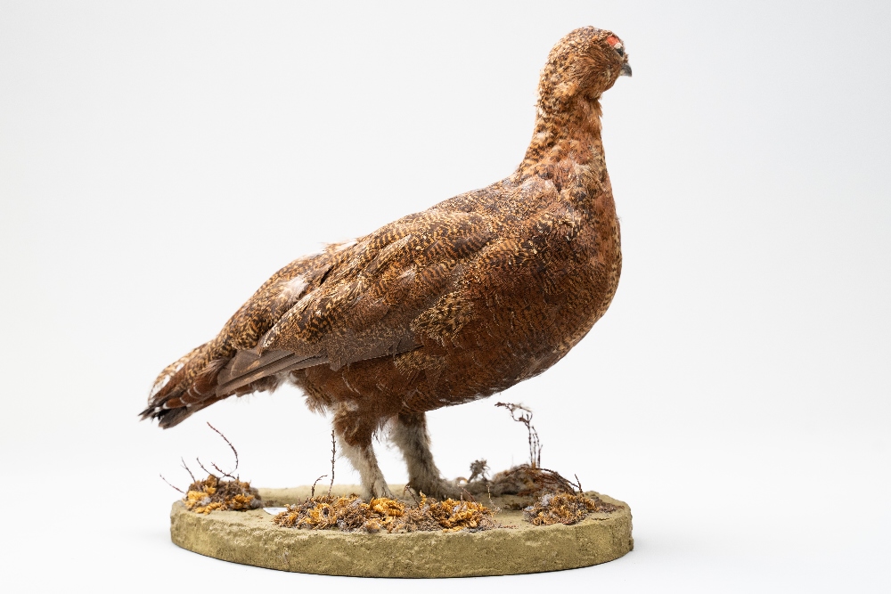 A 20th century taxidermy study of a Grouse from the Galliformes family of game birds on a - Image 3 of 3