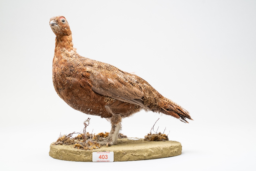 A 20th century taxidermy study of a Grouse from the Galliformes family of game birds on a