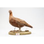 A 20th century taxidermy study of a Grouse from the Galliformes family of game birds on a