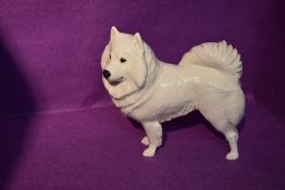 A mid 20th century German Nymphenburg study, Samoyed Dog 698 by Konrad Schmid