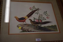 A full colour print of two exotic birds