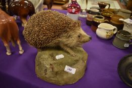 A taxidermy study of a hedgehog on naturalistic base