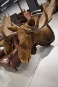 An impressive taxidermy moose/elk head, mounted on wooden shield, width approx. 150cm, between 11/13