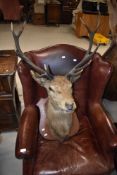 A taxidermy stags head, mounted on wooden shield, nice example