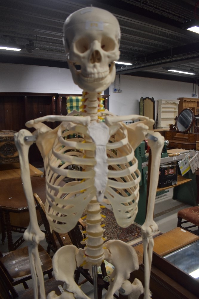 A replica skeleton on trolley wheels