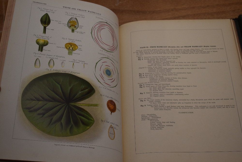 Antiquarian. M'Alpine, D. - The Botanical Atlas: A Guide to the Practical Study of Plants, &c. - Image 3 of 4