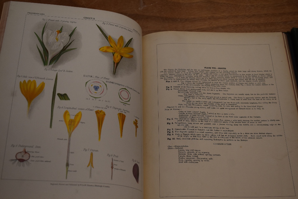 Antiquarian. M'Alpine, D. - The Botanical Atlas: A Guide to the Practical Study of Plants, &c. - Image 4 of 4