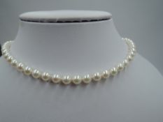 A string of cultured pearls of even ivory colour with a 9ct gold circular clasp, approx 18'