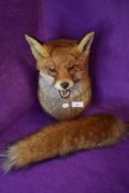 A well executed taxidermy fox mounted on shield, including tail reinforced on hazel handle.