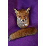 A well executed taxidermy fox mounted on shield, including tail reinforced on hazel handle.