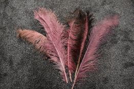 A selection of pink feathers