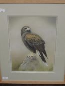 A pastel sketch, Robert Fletcher, Harris Hawk, signed and dated 2004 and attributed verso, 35 x